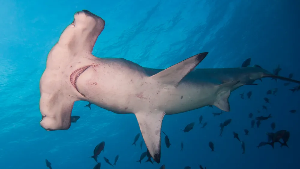 A scalloped hammerhead shark in the central Pacific tank at Osaka Aquarium Kaiyukan