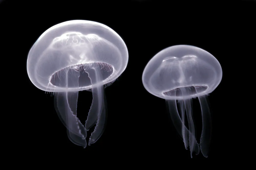 Glowing moon jellyfish in the jellyfish gallery at Osaka Aquarium Kaiyukan
