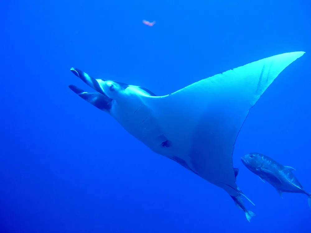 A manta ray, the largest ray species, swimming in the central tank at Osaka Aquarium Kaiyukan