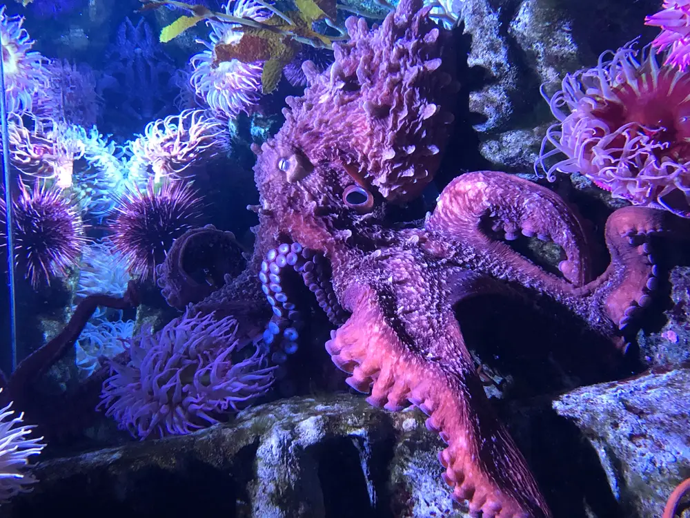 A giant Pacific octopus, one of the most intelligent animals at Osaka Aquarium Kaiyukan