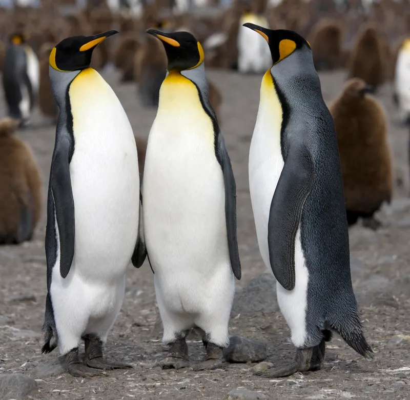 King penguins on the ice in the Antarctica zone at Osaka Aquarium Kaiyukan