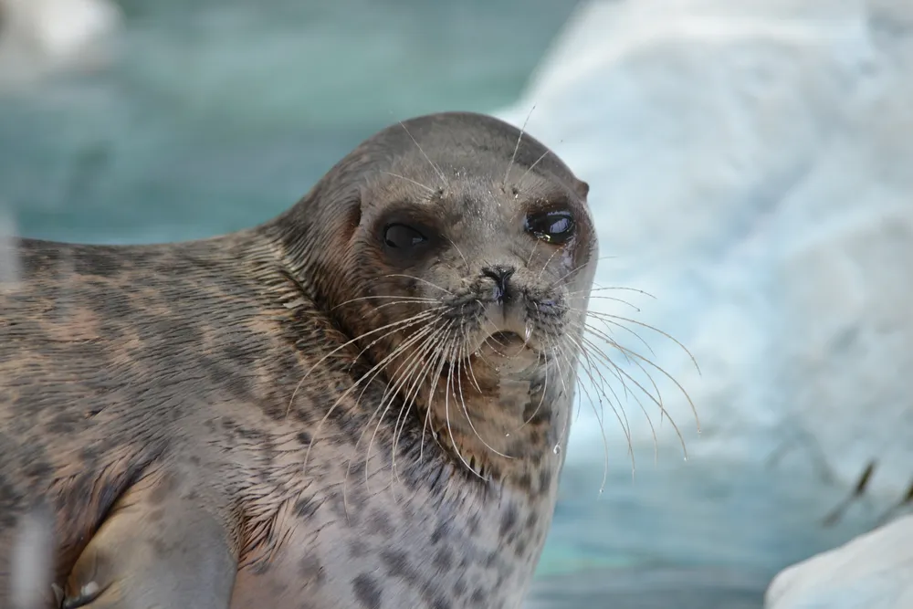 A ringed seal in the Arctic zone at Osaka Aquarium Kaiyukan