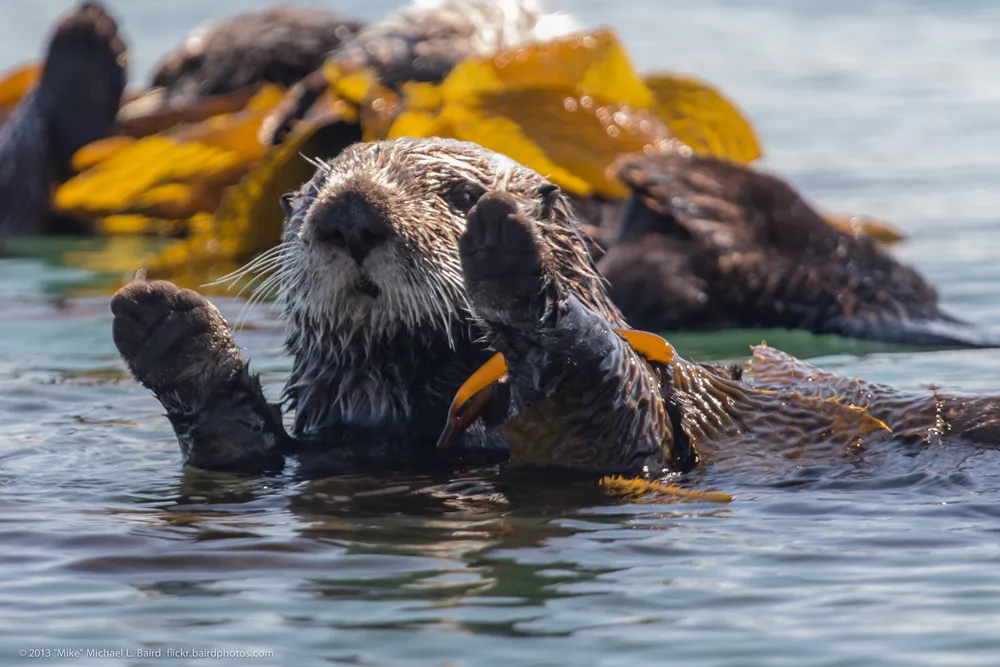 A sea otter floating on its back, a favourite at Osaka Aquarium Kaiyukan