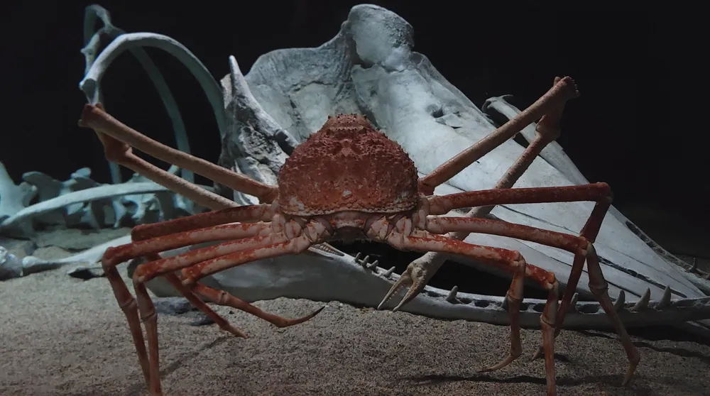 A Japanese spider crab, the largest arthropod in the world, at Osaka Aquarium Kaiyukan