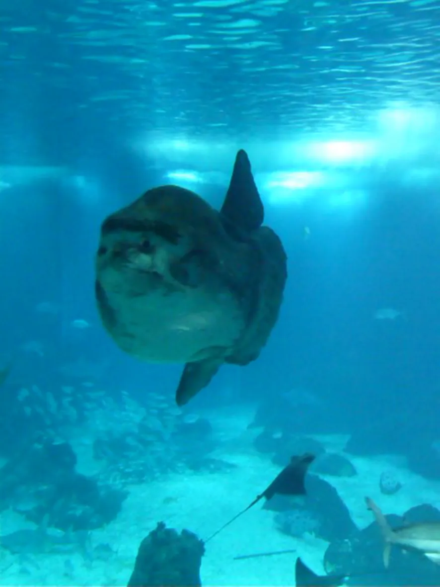 An ocean sunfish (mola mola), the heaviest bony fish, at Osaka Aquarium Kaiyukan