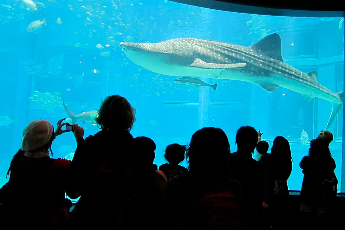 Families with young children watching a whale shark glide through the huge blue Pacific Ocean tank at Osaka Aquarium Kaiyukan on a private family day tour