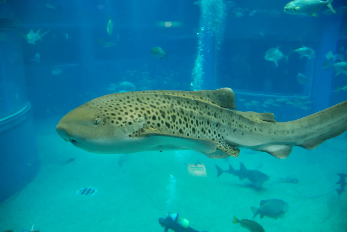 Marine life inside the central Pacific Ocean tank at Osaka Aquarium Kaiyukan