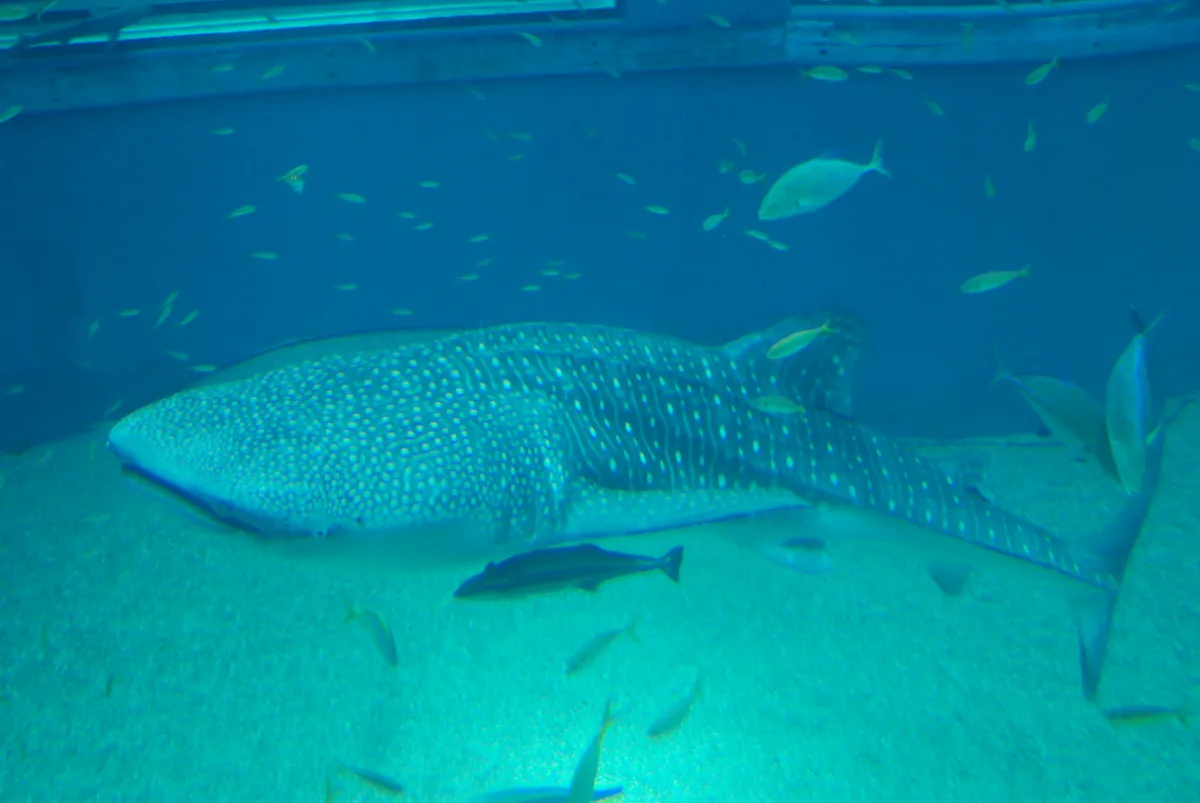 A whale shark gliding through the enormous central Pacific Ocean tank at Osaka Aquarium Kaiyukan