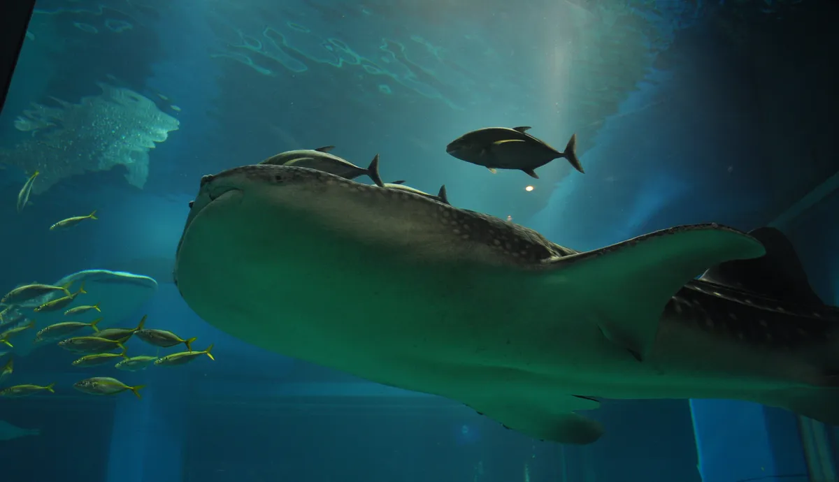 Two whale sharks swimming together in the central tank of Osaka Aquarium Kaiyukan